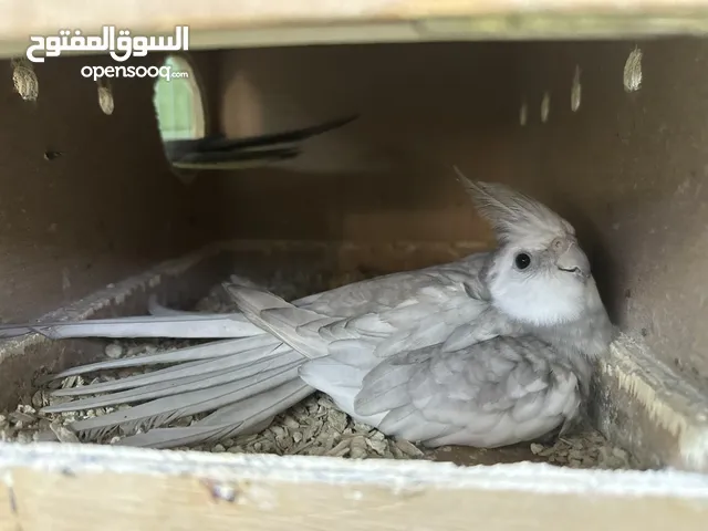 للبيع مجوعه طيور روز وكوكتيل