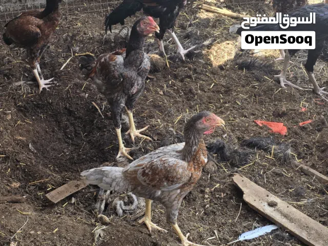 للبيع دجاج باكستانيات