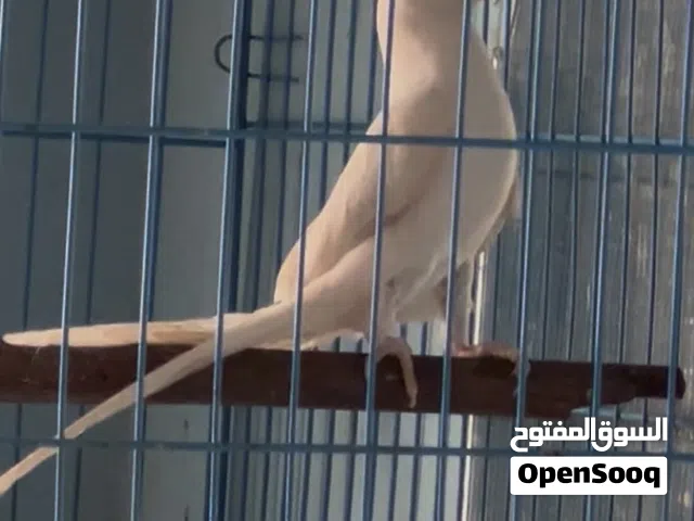 فحل دره ابيض عيون حمر اليف طينه  بيه كلام هواي