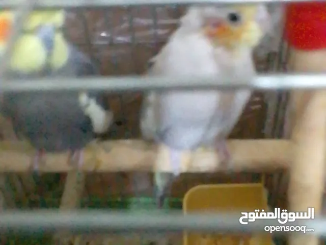 عصفور كوكتيل