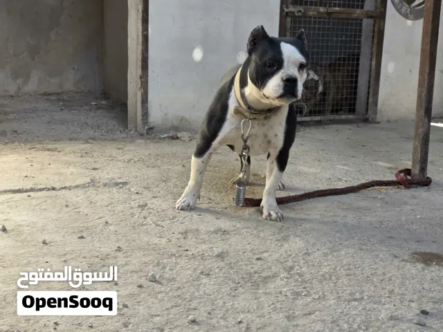 متاح أنثى أمريكان بولي