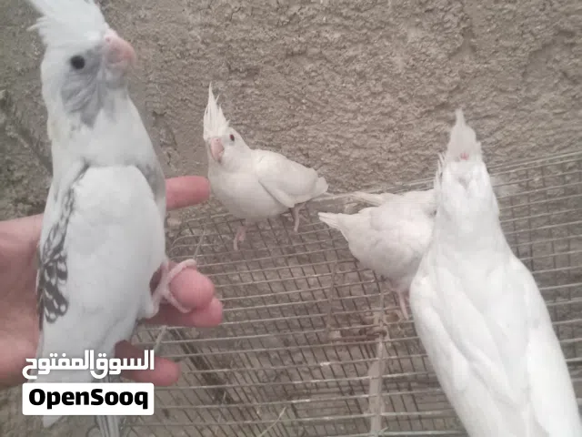 4 مخاليف كوكتيل 3 البينو (عين حمرة) وفرخ وايت فيس بيرل صحة ونظافة للبيع