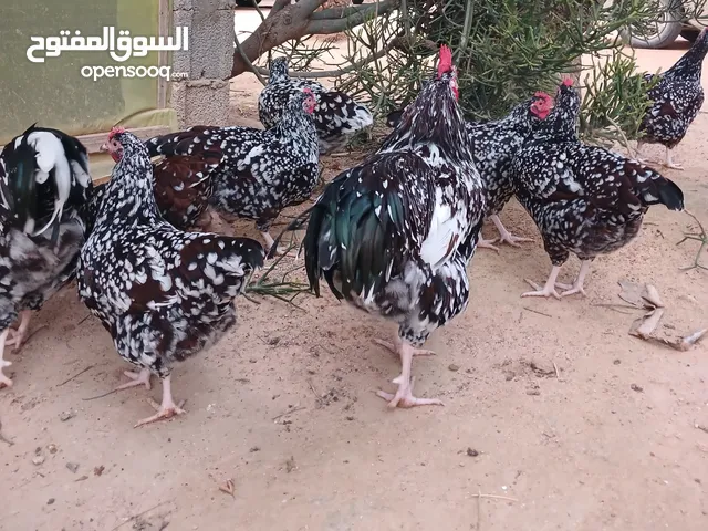 سايكس زهري