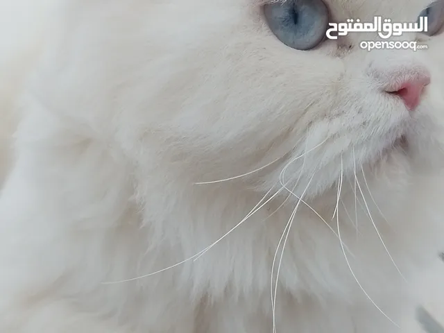 قطه شيرازي للبيع بيضاء مع عيون زرقاء ب 200 ريال فقط تواصل بسرعه معنا  عرض لا يفوت لمحبي القطط