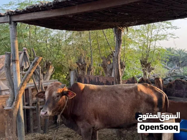 ثور محلي للبيع