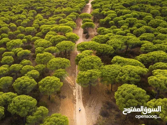 قطعة أرض 500م للبيع في سانيه عزيزة  