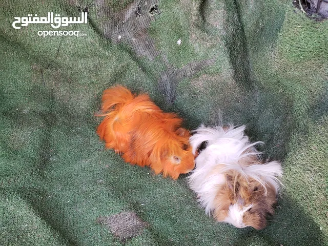 وبر فرنسي الغيني كثيف الشعر مستويات تب..