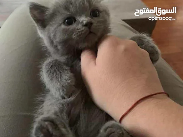 كتن عمر شهرين ونص