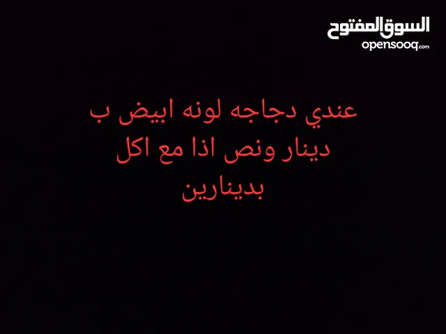 دجاجه للبيع لونه ابيض