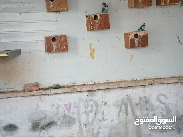 مزرعة عصافير توكي شغالة للبيع