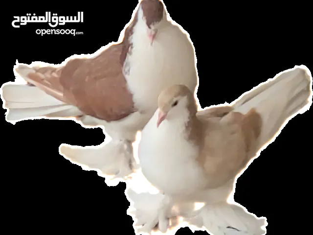 حمام للبيع بطريق ونفاخ،،،