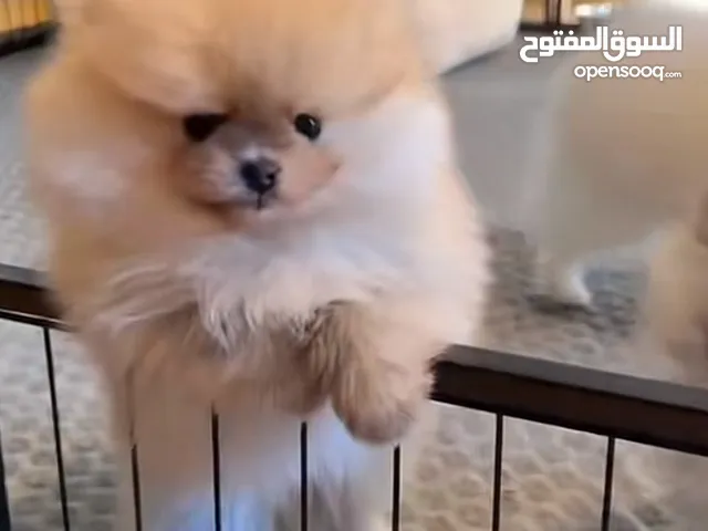 العمر شهر ونص تواصل واتساب