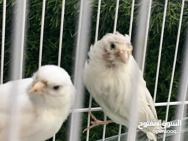 جوز كناري ابيض