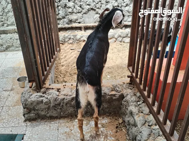 1 big 2 small goats