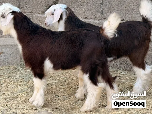 جدي وصخله من حلال الرحوب اصل بيور سمان وكبار ماشاءالله