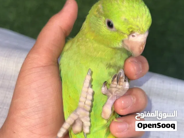 ببغاء دره هدد خارجي و داخلي اليف جداً