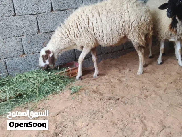 سلام عليكم موجوده زوز نعاج ربي يبارك