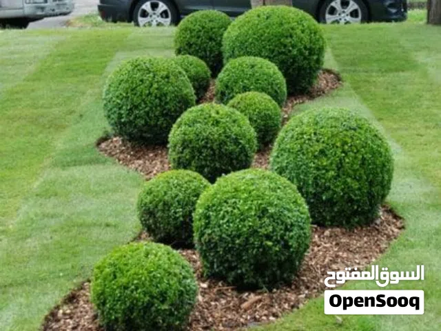 مشتل زهور ليبيا