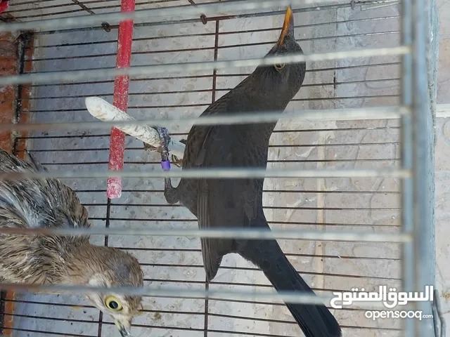 أنثى شحرور اليفة للبيع