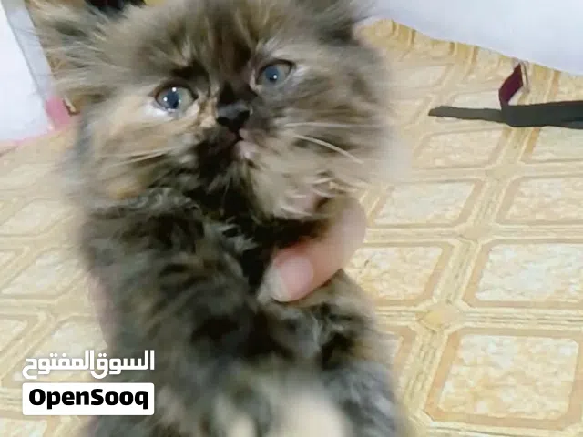 قطط لبيع مال بيت نضيفات لعوبات منتعلمات على لتر بوكس ويكلن اكل بيت