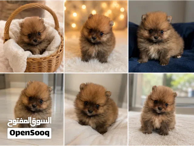 pomeranian t_cup