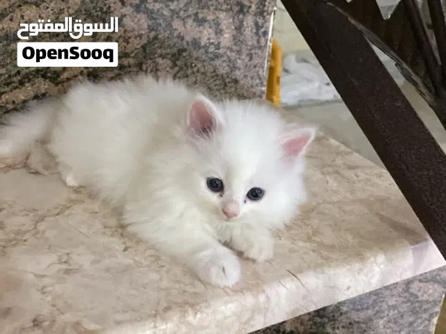 قطه انثى للبيع