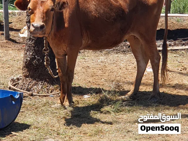 بقره جيرسيه للبيع