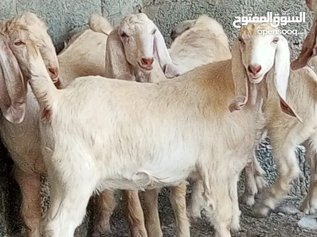 السلام عليكم ورحمة الله وبركاته