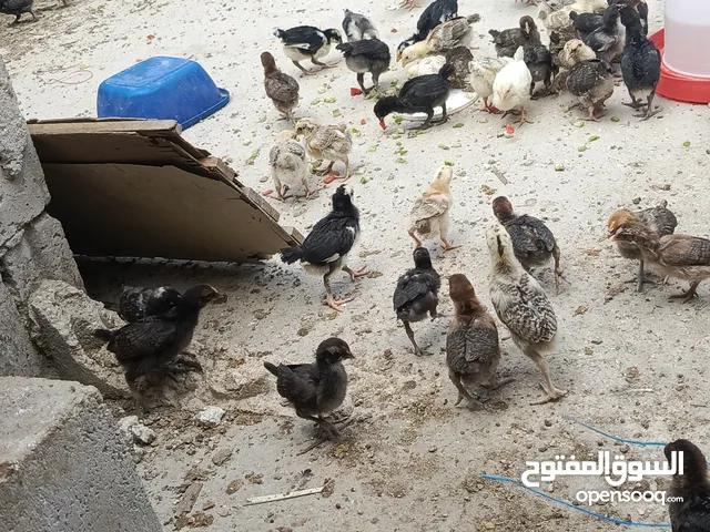 صوص جاج بلدي