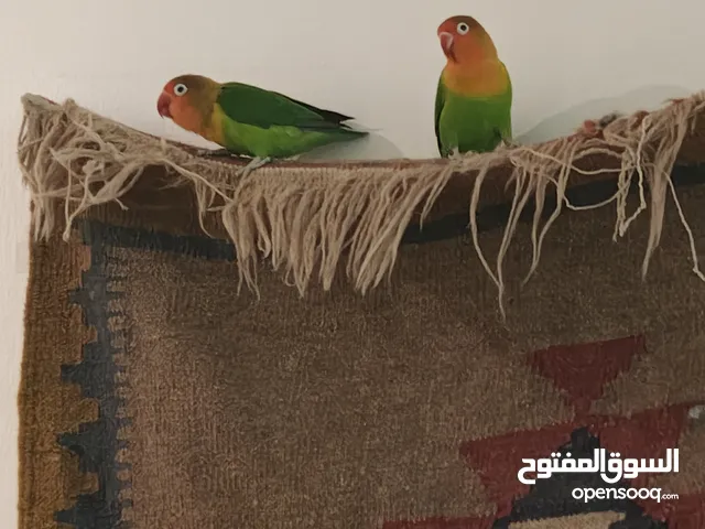 للبيع طيرين