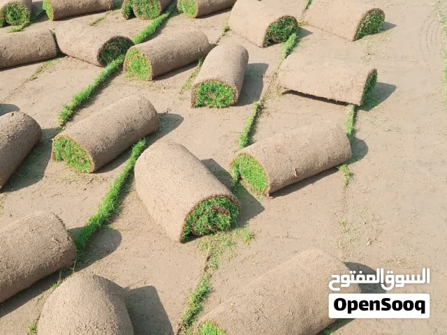 ثيل طبيعي نجيله طبيعيه ثيل الخرج