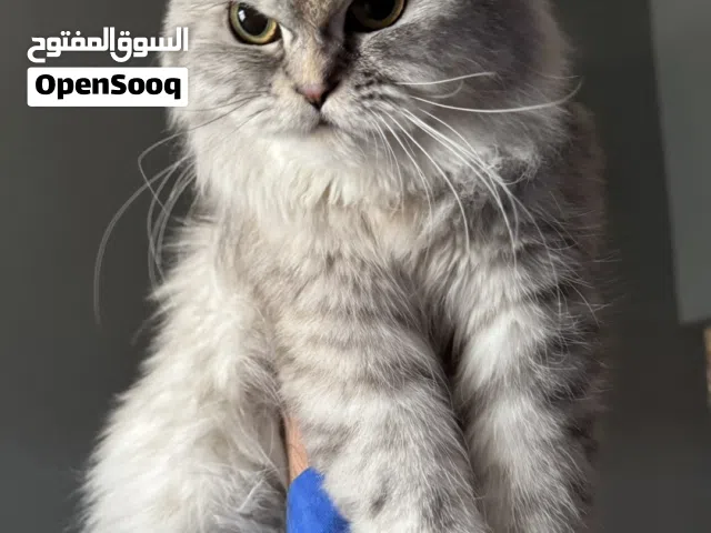 قطط للبيع عدد 4