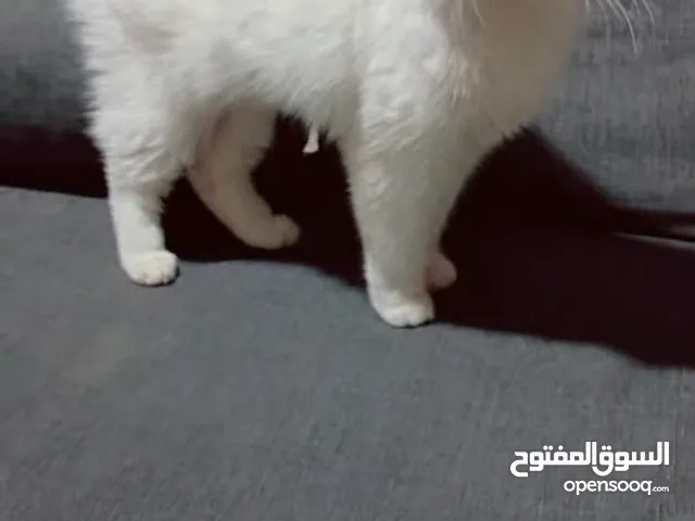 قطة هملايا اورنج لون ابيض عمر سنه وشهر هادئة لعوبة
