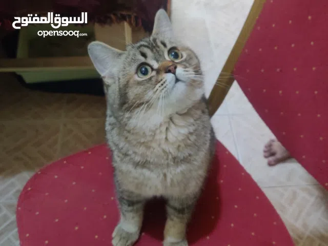 Male cat for adoption