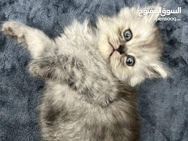 قطط تركيه جميله ولعوبه playful and pretty turkish kittens