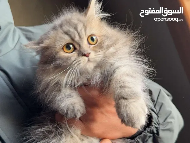 قط شرازي .