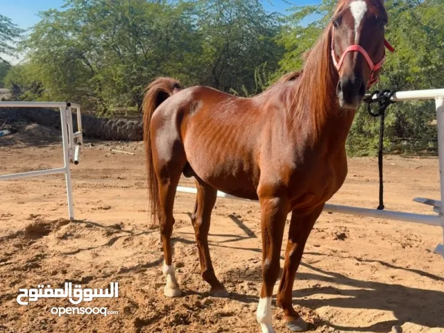 حصان فحل عربي فلات ريس
