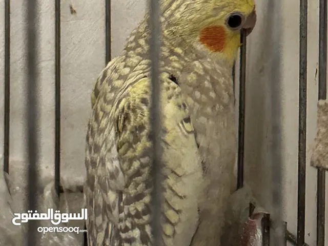 جوز كوكتيل شغال و منتج مع فرخين (واحد منهم أليف)