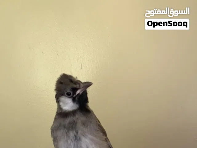 بلابل عراقي