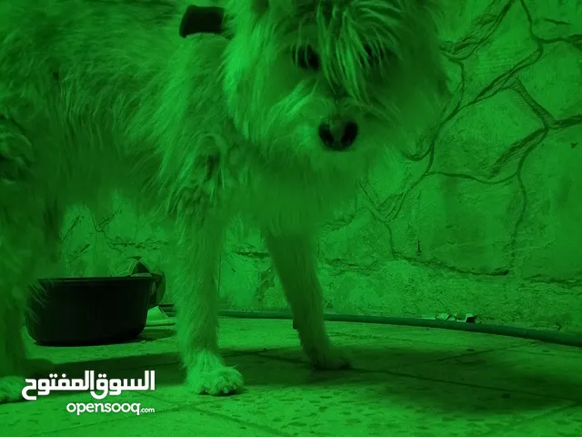 كلابخااخىل