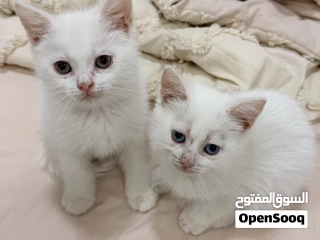 قطط تركيش للبيع