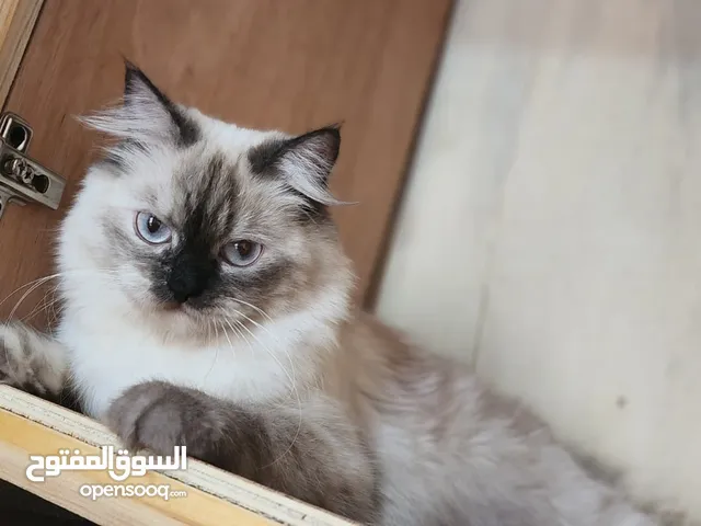 قطه هملايا كبيره