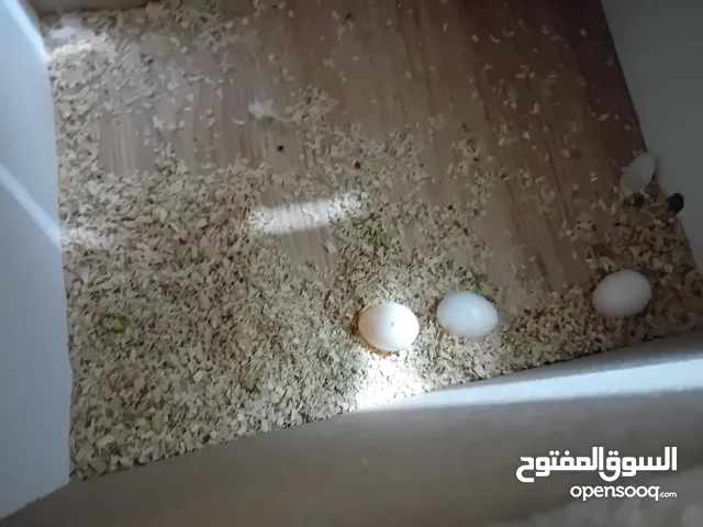 جوز كوكتيل لاتينو عين حمراء للبيع
