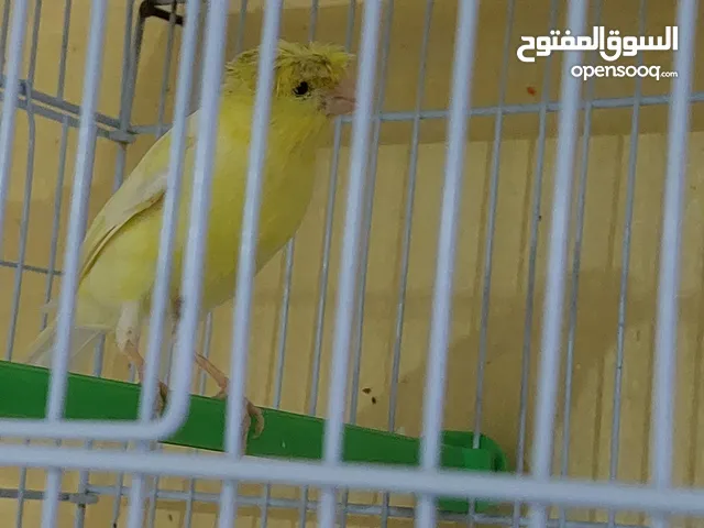 كناري روسي