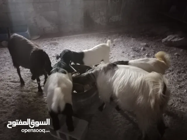 عنزتين للبيع او بدل على خرفان
