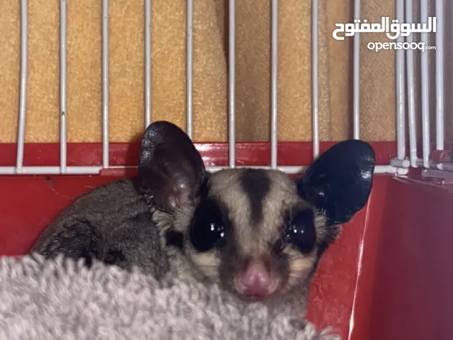 شوقر قلايدر