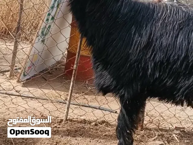 ثلث عبر وجذع ثلث حبات اسود طس نجديات سوبر