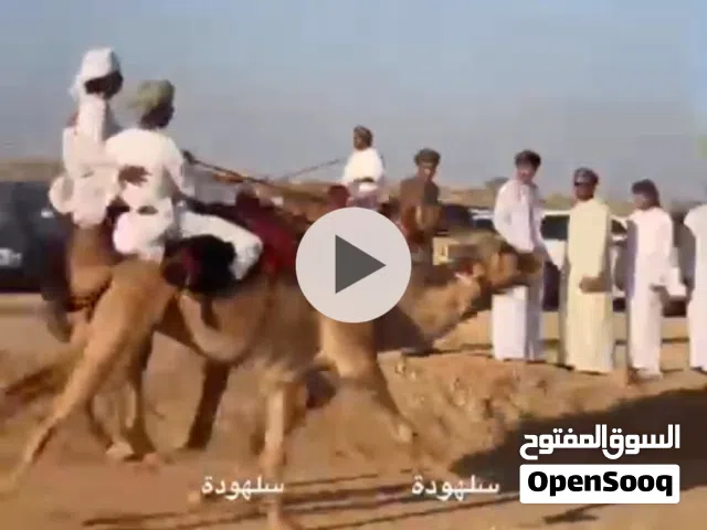 جمل للبيع يلي يبا يتواصل علا ده الرقم