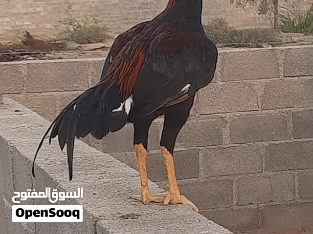 ديك بكستاني للبيع