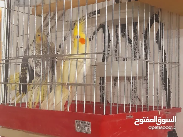 جوز كوكتيل شغال ماشاء الله ميه بالميه علي وشك البيض بعد تفريخ